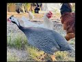 Probando huevos de gallina guinea por primera vez. Me gustarán??