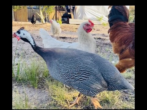 Video: ¿Son buenos para comer los huevos de gallina de Guinea?