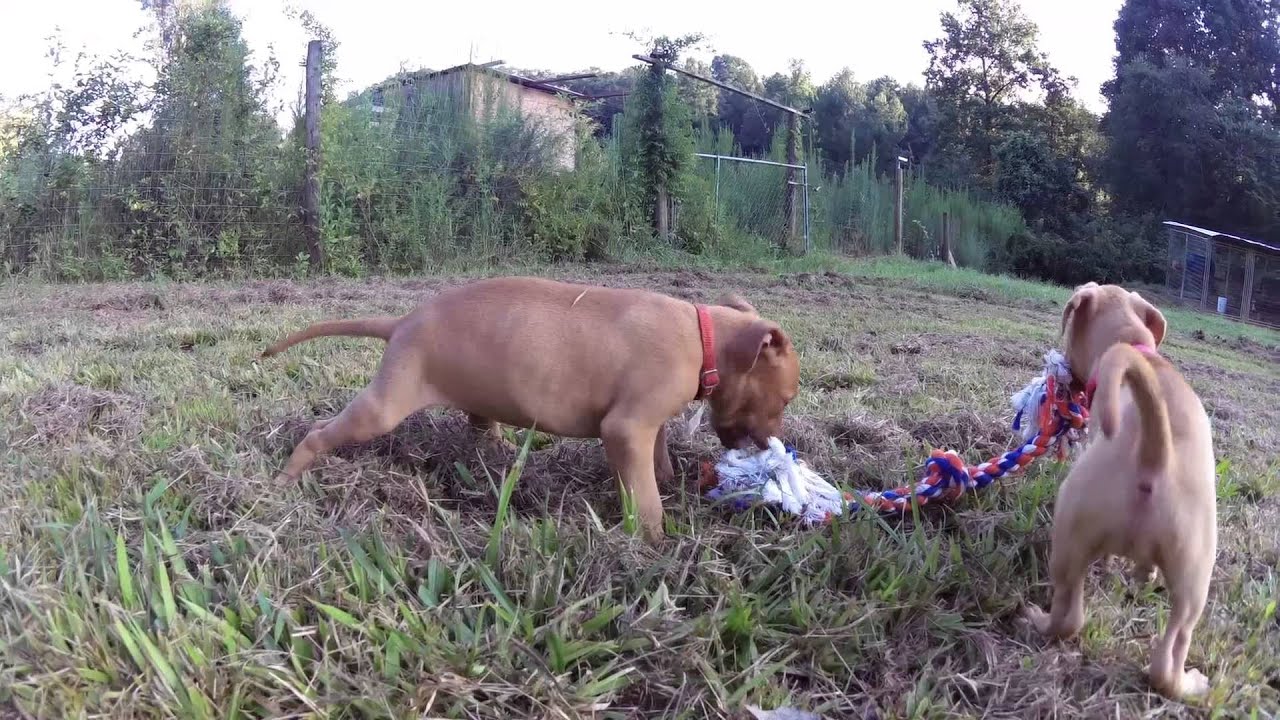 Southern Inferno Kennels (Wrath x Rage Female Pups) 8 Weeks YouTube