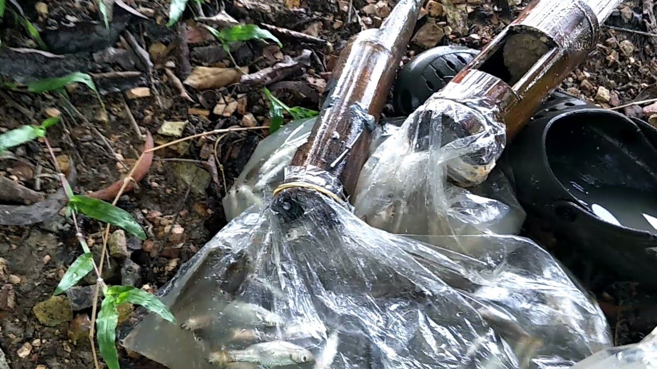 ดักปลาซิวด้วยกระบอกไม้ไผ่!!ปลาซิวเต็มคลอง!!