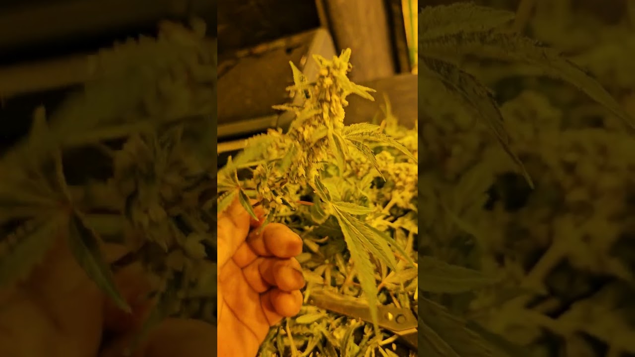 Platinum Lemon Cherry Gelato contest