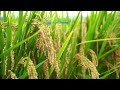 పంట చూస్తే పండుగలా... గింజలు చూస్తే బంగారంలా #agriculture #viralvideo #farming #paddy