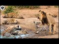 Letting her guard down, Hyena was harassed and tortured by the Lions who entered the territory