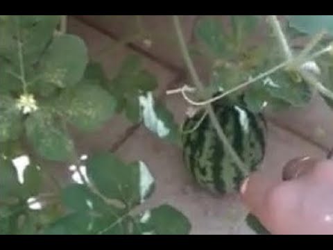 Hvordan dyrke vannmelon på en balkong, hage eller bakgård?