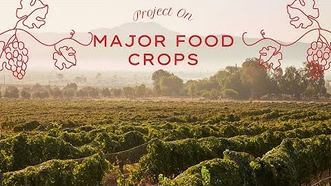 Project On Major Food Crops..#art #diy #assignment #explore