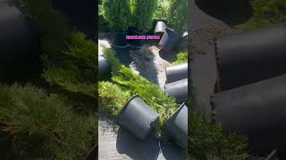 Mi primer día, con mi nuevo trabajo #arboles de pino#flores #videoshort 