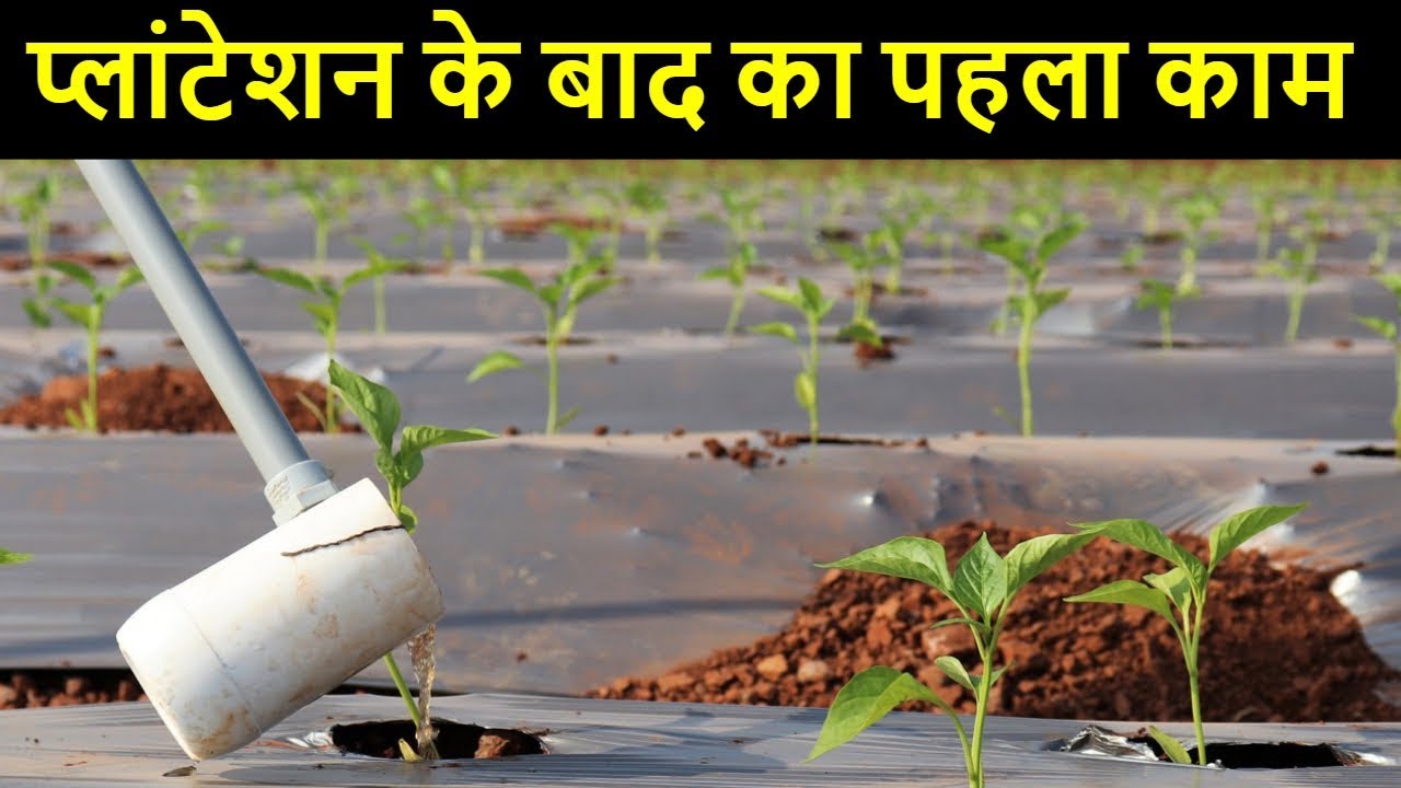 अब एक भी पौधा नहीं मरेगा 🌱🌱 Soil Drenching Jugaad |  आळवणी शिमला मिर्च | Indian Farmer