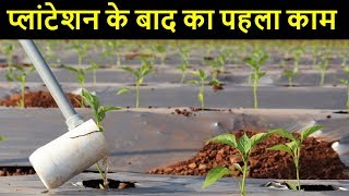        Soil Drenching Jugaad       Indian Farmer