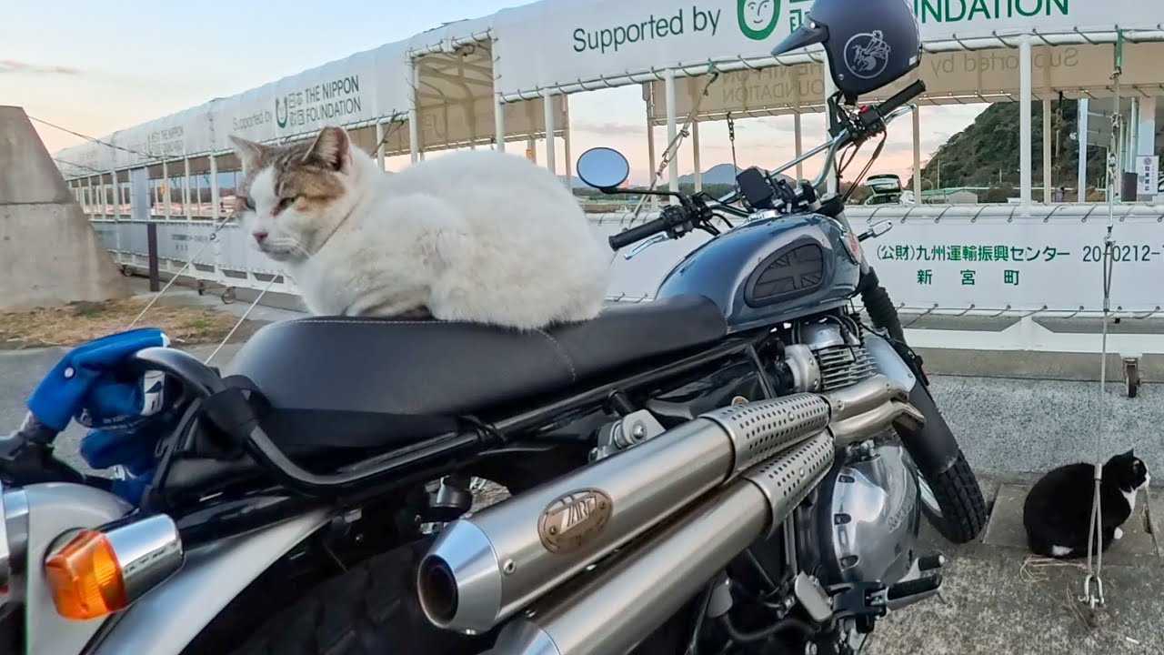 パープル猫 NMハート柄猫首輪 紫 | ペット用品（猫） 通販 | ホームセンターのカインズ