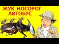 Как Жук Носорог Работает Автобусом? Жук Такси и Пассажиры Oryctes nasicornis (Scarabaeidae).