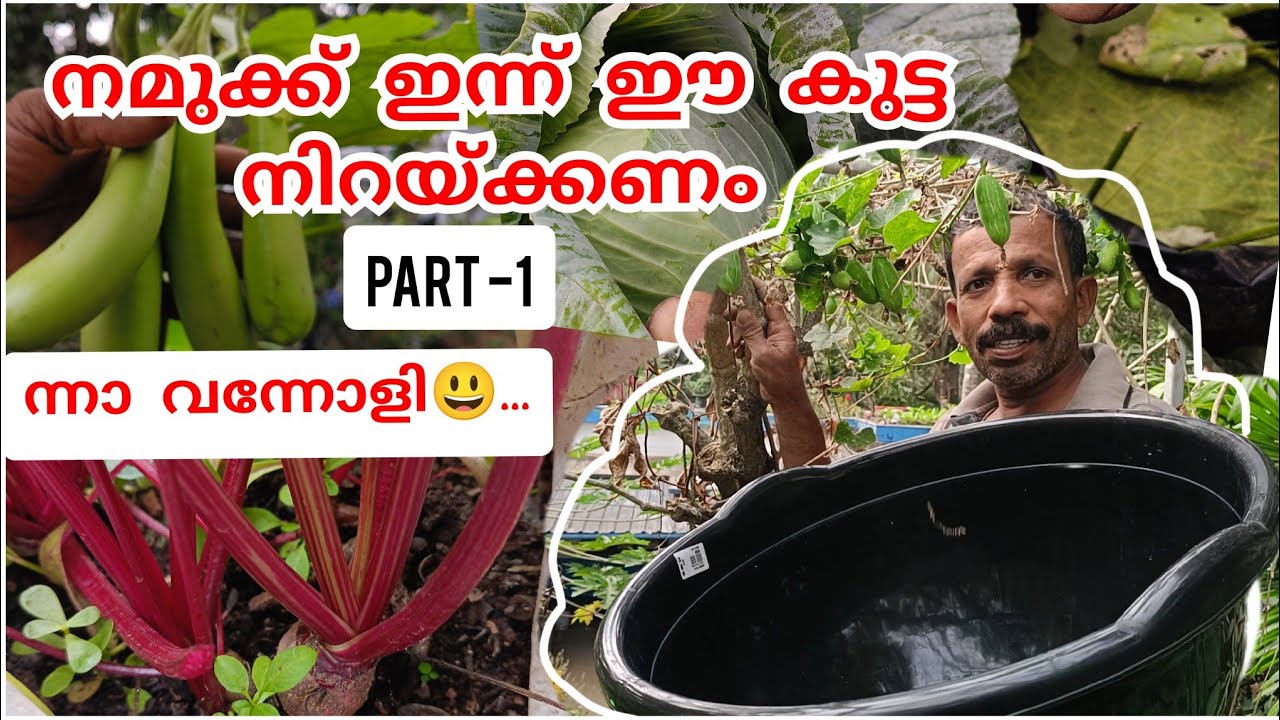 പച്ചക്കറികുട്ട നിറയോ.... വാ നമുക്ക് ഒരുമിച്ച് നിറയ്ക്കാം..😃part-1#farmer 