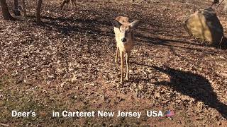 Deers In The Park Carteret New Jersey Usa