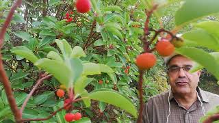 ثمار شجرة القيقب في غابات برقش في لواء الكورة بشمال الاردن 2020