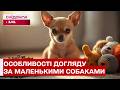 МАЛЕНЬКІ, АЛЕ ДУЖЕ ВРАЗЛИВІ! ЩО ВАРТО ЗНАТИ КОЖНОМУ ВЛАСНИКУ МАЛЕНЬКИХ СОБАЧОК