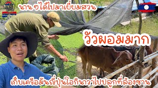 นานๆได้ไปมาเยี่ยมสวนเก็บเครือมันญี่ปุ่นโอกินาวาไปปลูกที่ล้องชาน|ToiyYoiy