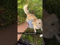 The good boy said “I got you” 🐶⛳️