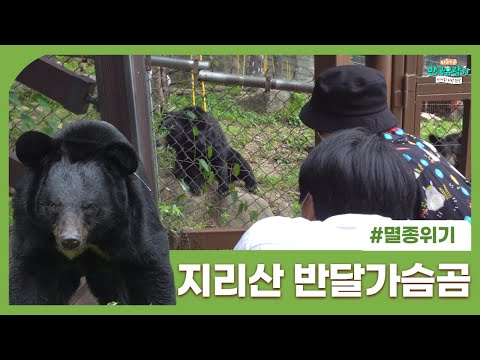 [전라] 《<strong>지리산에서</strong> 멸종 위기의 반달가슴곰을 만나다!》 ［부산 MBC 좌충우돌 만국유람기 Camping in Korea 20210828 방송］
