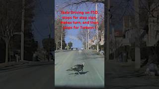 #Dashcam footage of #Tesla on #FSD #Autopilot stopping for Turkey’s in the road!