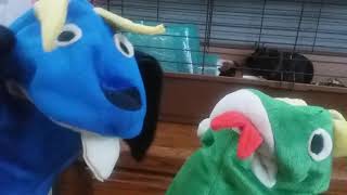 Bard The Dragon And Vincent Van Goat Meets Cookie And Daisy The Guinea Pigs