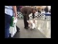 Dog Show Puyallup Washington Jan 12, 2013 Dog Show Puyallup Washington Jan 12, 2013