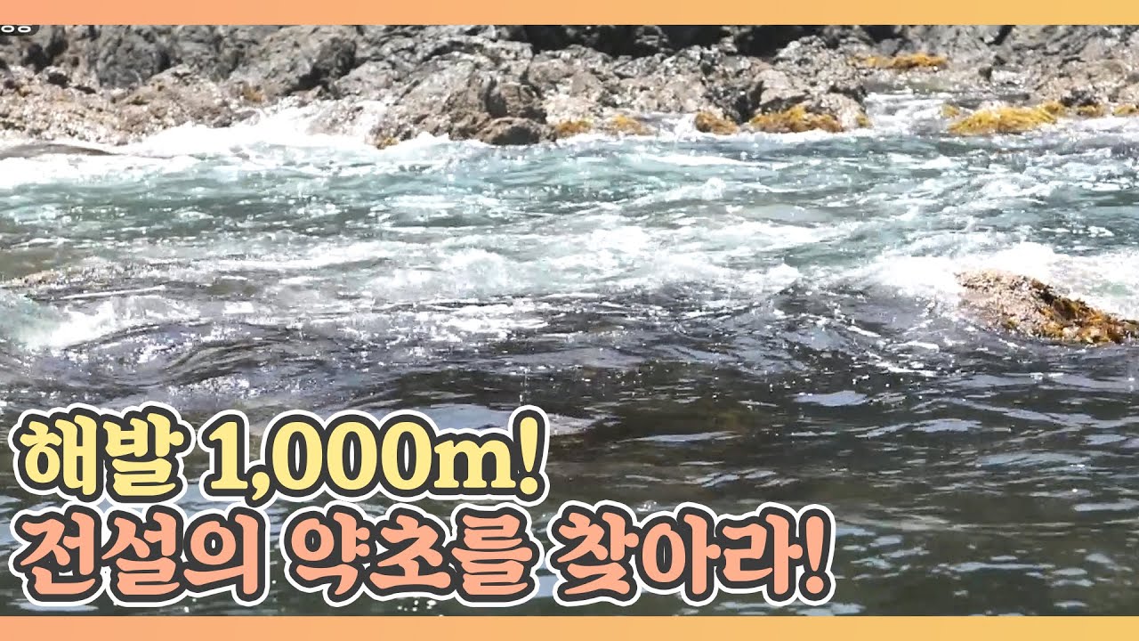 해발 1,000m! 산 넘고 물 건너 전설의 약초를 찾아라! MBN 210618 방송