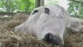 Check out this rare calf born in Florida
