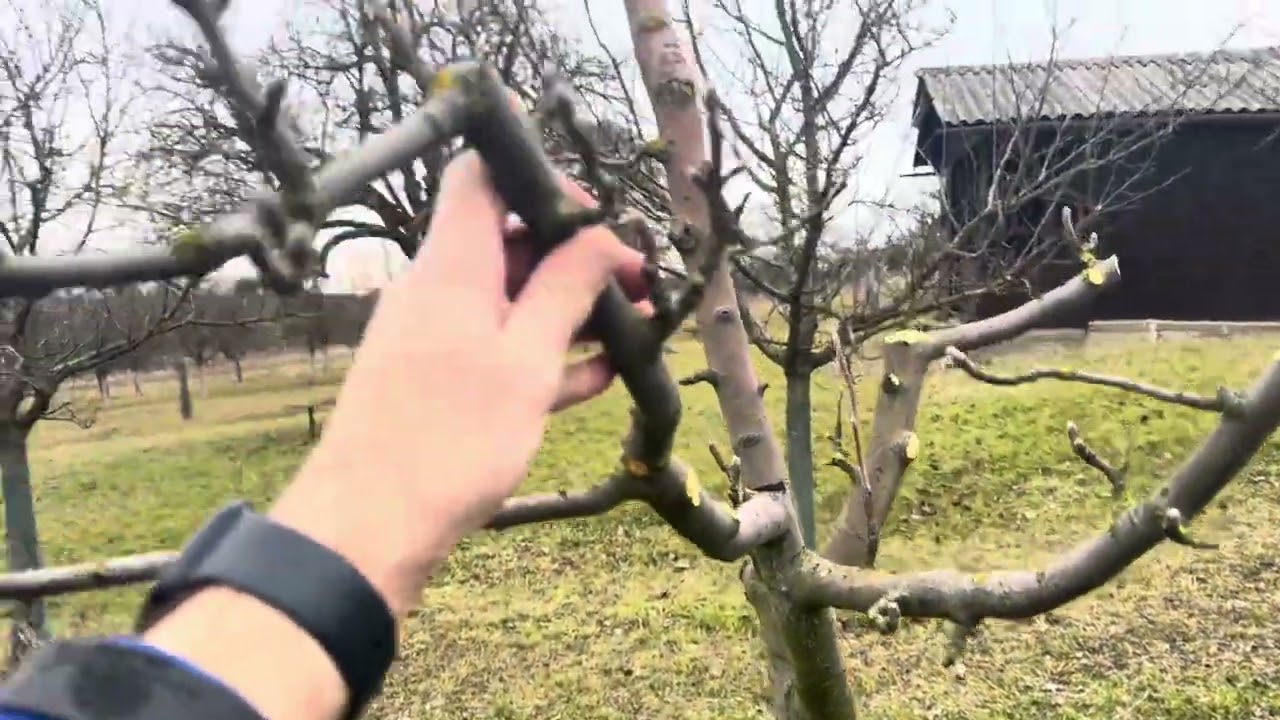 Chcete zachovat starý ovocný strom a zároveň zvýšit jeho úrodu? 🍎🌳