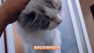 小猫咪是如何区分你和陌生人的