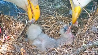 Beak to Beak Feeding 2 Chirping Little Eaglets 🐥🐥 at Fraser Point Bald Eagle Nest Explore.org 4-4-24