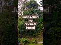 🦗🎶 Crickets Sounds at Dauin, Philippines