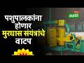 Silage Machine Distribution: मुरघास हार्वेस्टर आणि बेलर संयंत्र खरेदीसाठी अनुदान मिळणार | Agrowon