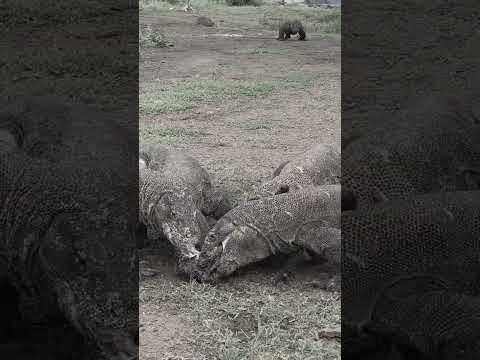 Komodo dragons panic when they eat