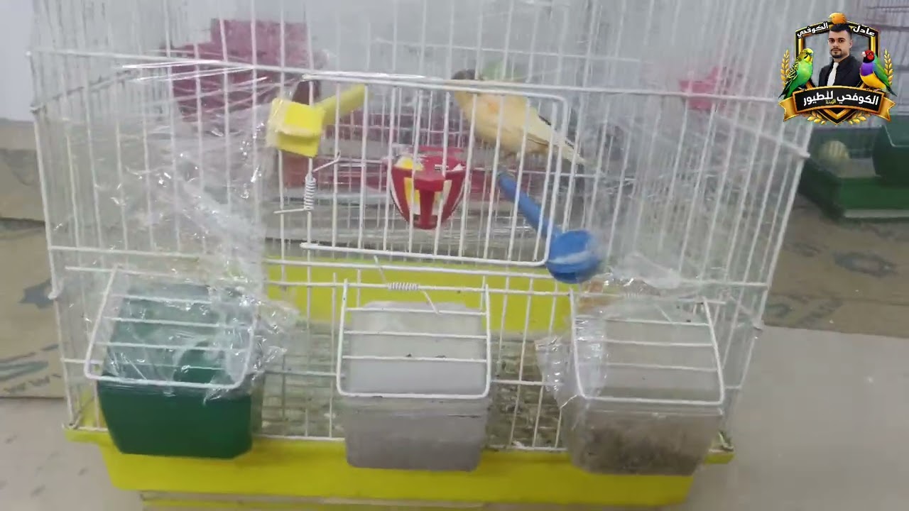 32#/بعد فترة طويله كشفنا على الكوكتيل🥳 صلاتك يا رسول الله 🌹🐦