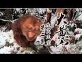 《大黄山》第二集 深入黄山深处 揭秘森林中鲜为人知的风景【CCTV纪录】