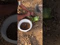 Basic way to plant diffenbachia😊#plants #motivation #shorts