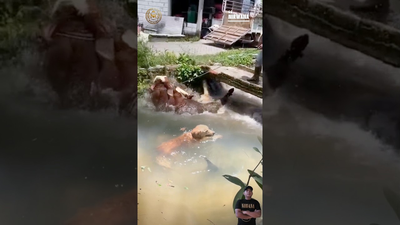 Momen Langka‼️Sapi Tergelincir Anjing Langsung Kabur 