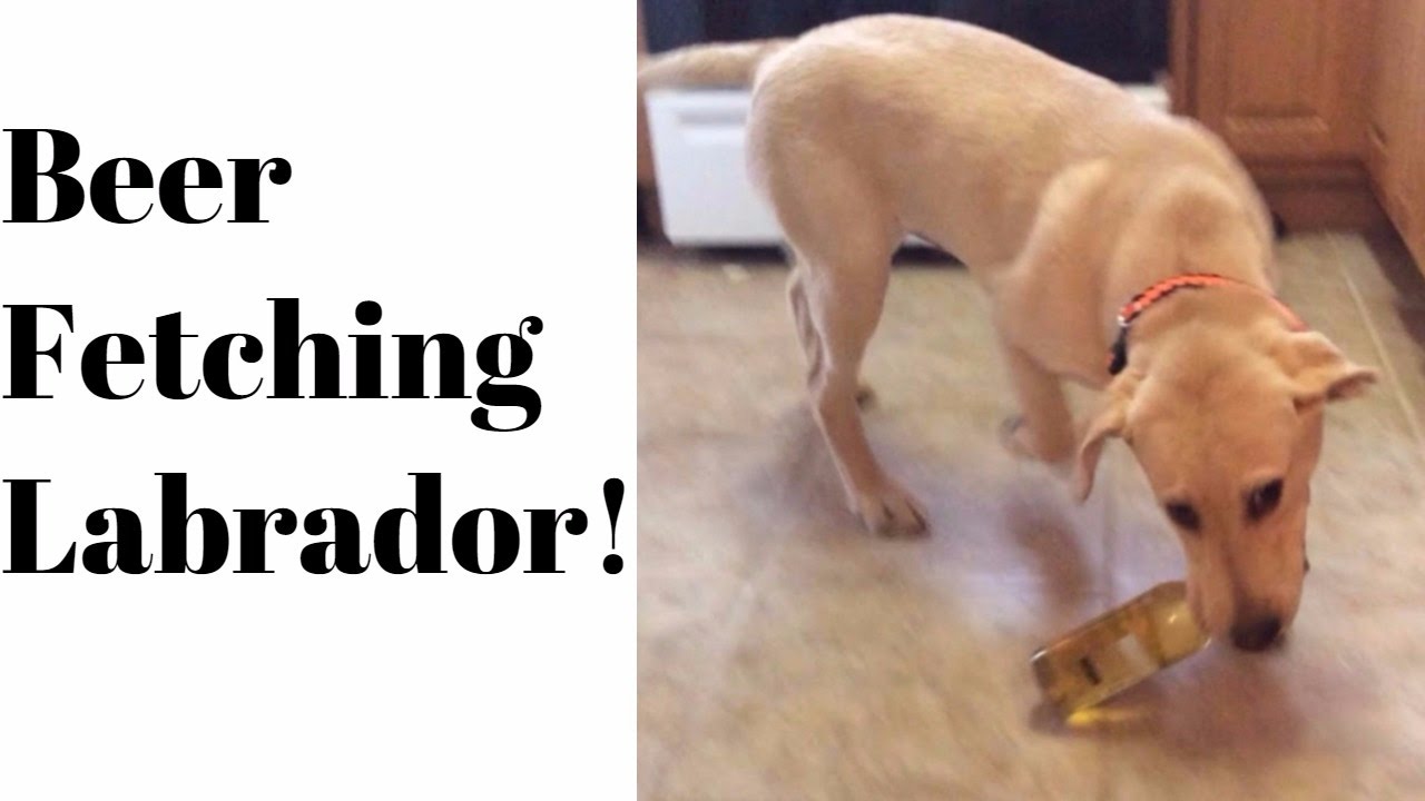 GET ME A BEER! Labrador Puppy fetches beer at 5 months old YouTube