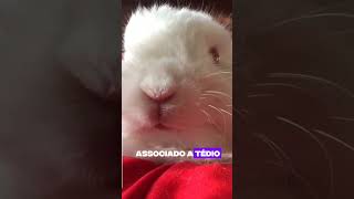 Coelho E Gaiola - Uma Grande Mentira.