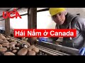 Hái nấm Canada chương trình - làm kiếm tiền mệt mà vui - Định cư Canada 🇨🇦