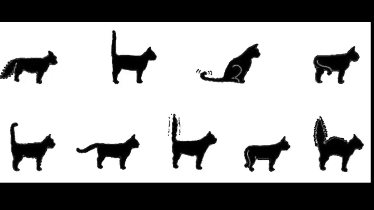 linguaggio coda gatto 🐕🐈🐆 - YouTube
