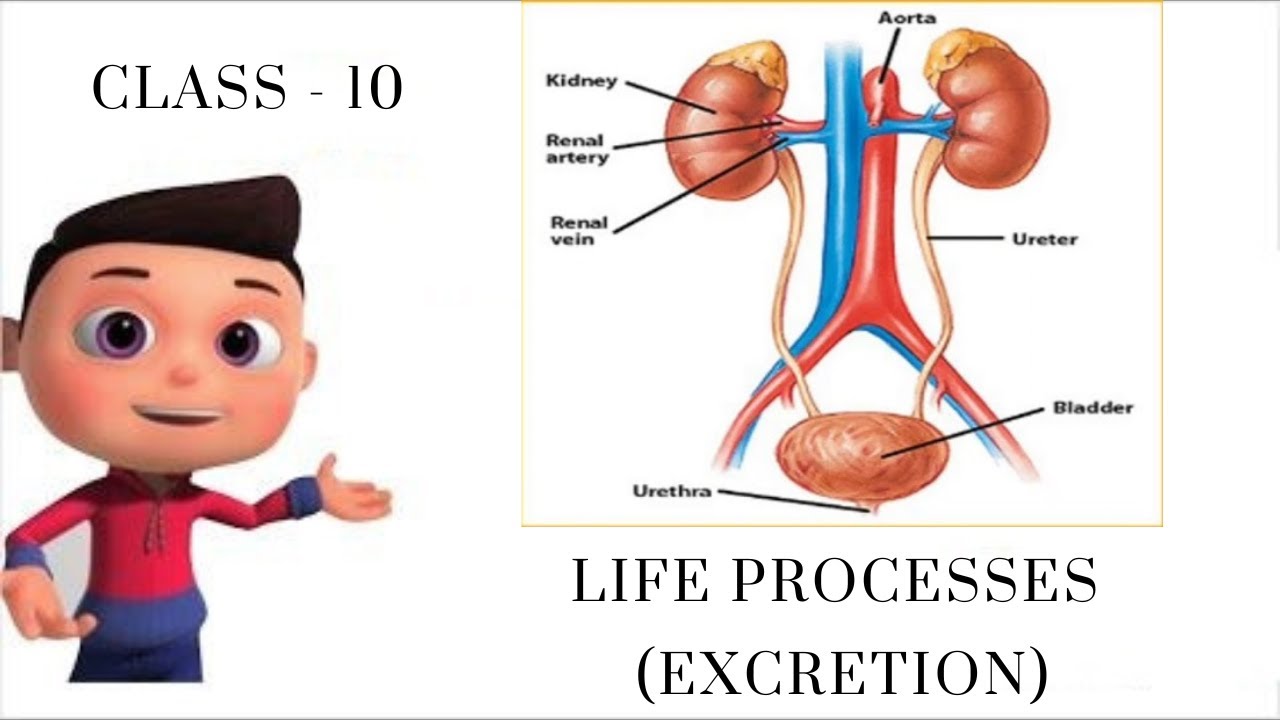 LIFE PROCESS EXCRETION BIOLOGY CLASS 10 CBSE KVS NAVODAYA IN LIFE PROCESS EXCRETION BIOLOGY CLASS 10 CBSE KVS NAVODAYA IN