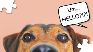 How do I test if my dog is deaf? (Day 3  Deaf Dog Awareness Week)
