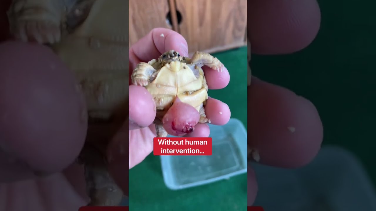 This Baby Tortoise Shouldn T Be Alive Shorts