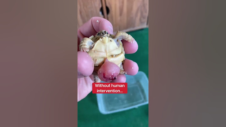 This Baby Tortoise Shouldn’t Be Alive 😥🐢 #shorts #tortoise