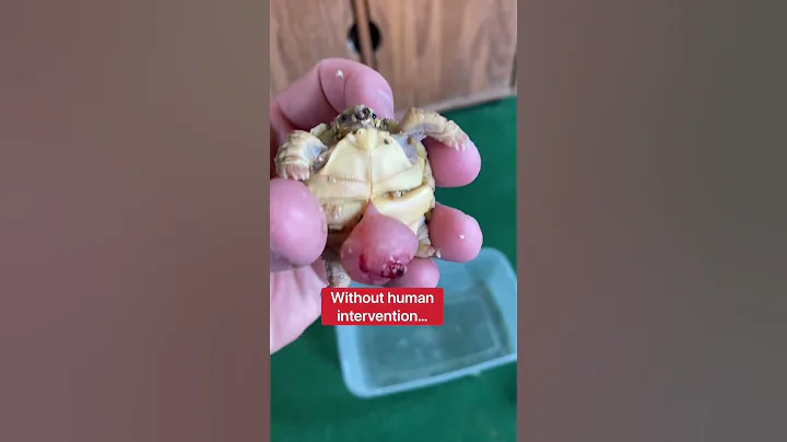 This Baby Tortoise Shouldnt Be Alive  #shorts #tor...
