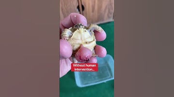 This Baby Tortoise Shouldn’t Be Alive 😥🐢 #shorts #tortoise