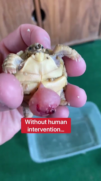 This Baby Tortoise Shouldn’t Be Alive 😥🐢 #shorts #tortoise