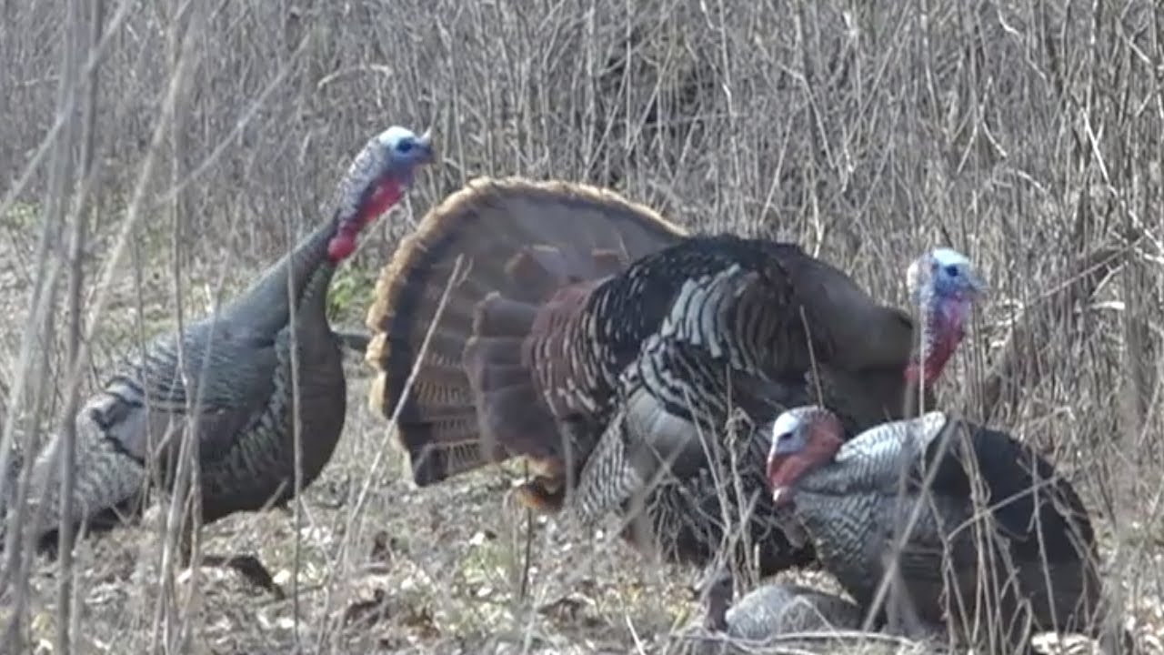 2019 Wisconsin Spring Turkey Hunt YouTube