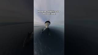 Dive Into The Fascinating World Of Dolphin Bow Riding