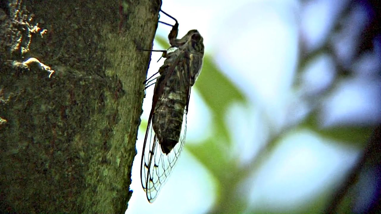 「ツクツクボウシ」の画像検索結果